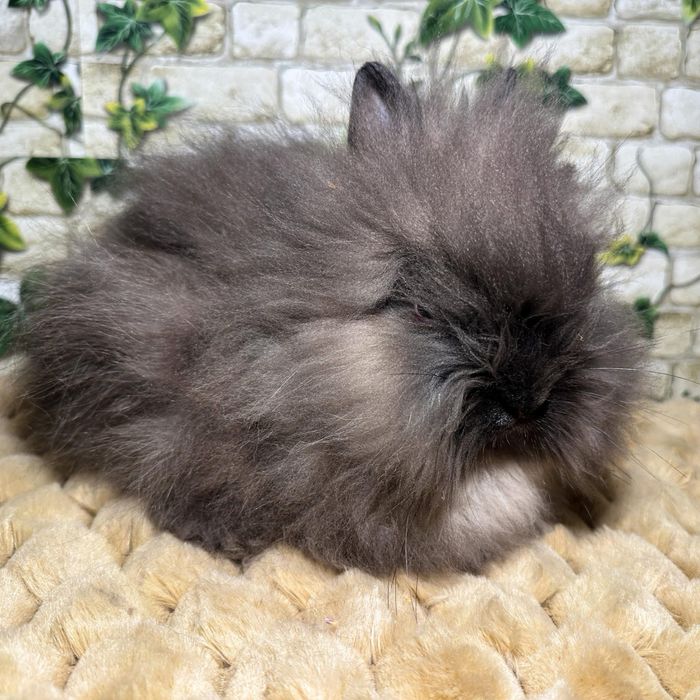 Królik Karzełek Teddy umowa adopcyjna