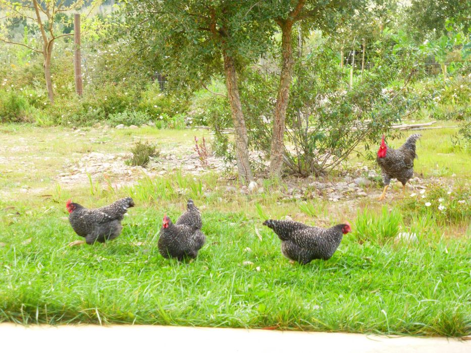 Ovos fecundados e pintos Pedrês, Preta Amarela, Branca BIO certificado
