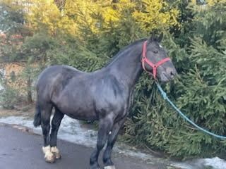 Sprzedam konia karego