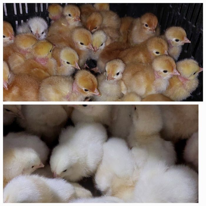 Курчата. Каченята. Приймаємо замовлення на добових курчат