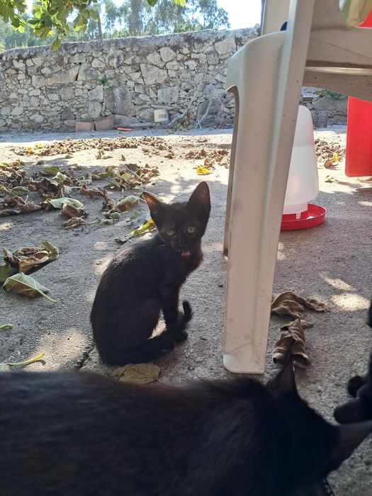 Gatinhos para adoção