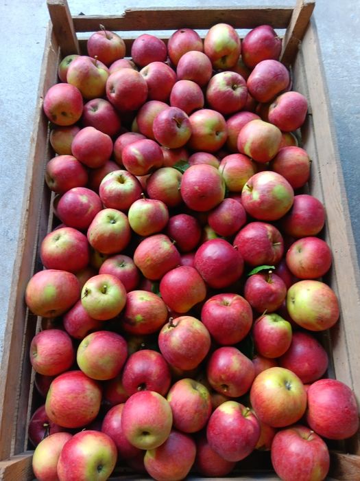 Jabłka zimowe  Cortland