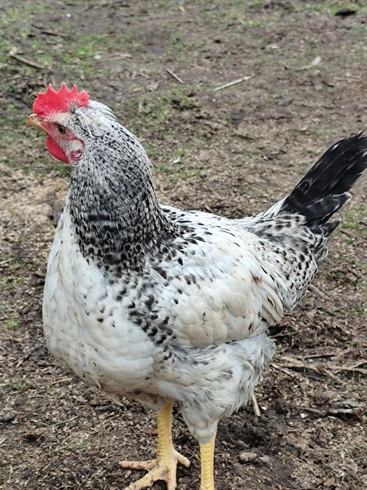 Продам молодих півників