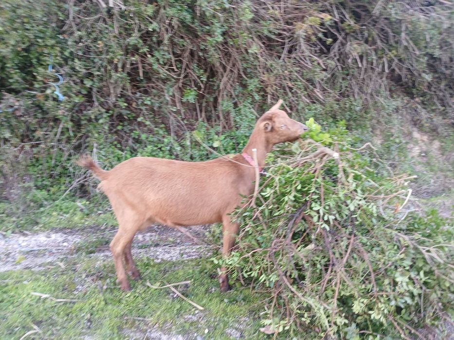Vende-se Cabra com cabrita