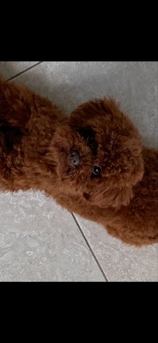 Солоденькі булочки китайські крові !