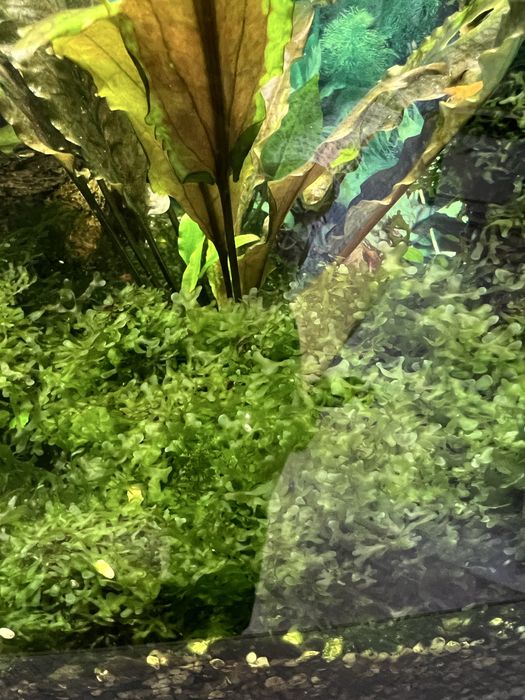 Риккардія  Coral Moss — рідкісний мох для акваріума