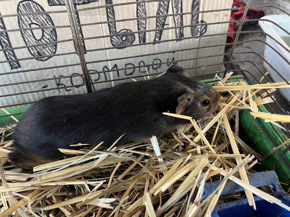 Морская свинка коричнево-черная (редкий цвет)