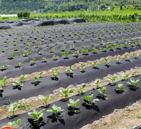 Agrowłóknina  P100g do ściółkowania (POLSKA MOCNA) UV + ELASTOMER