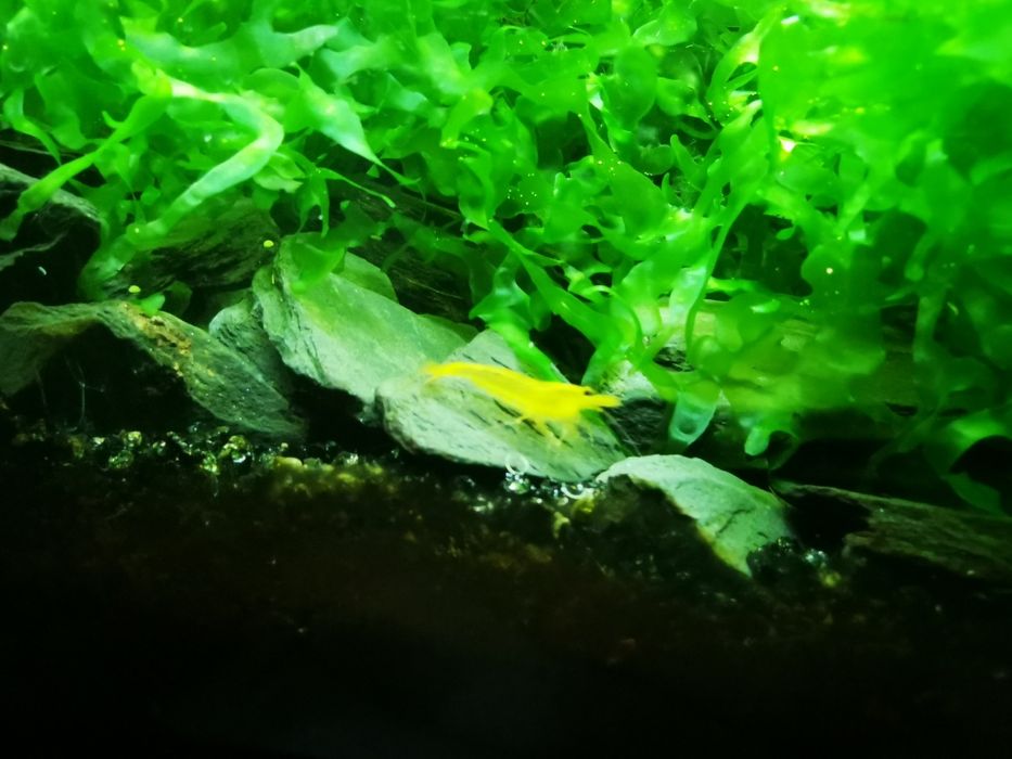 Caridina Yellow king kong