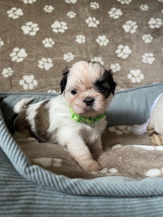 Szczeniaczek shih-tzu Sonik