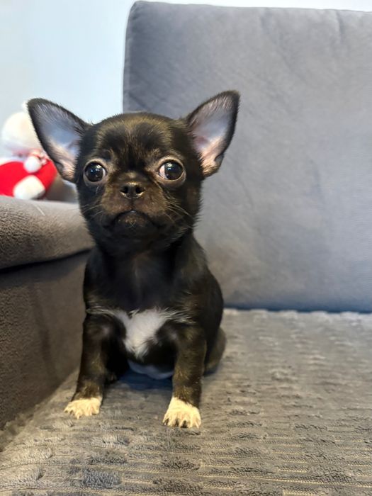 Chihuahua Sunia Czarna