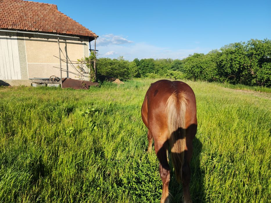 Продам лошака рік і місяці ново оликсандрієць