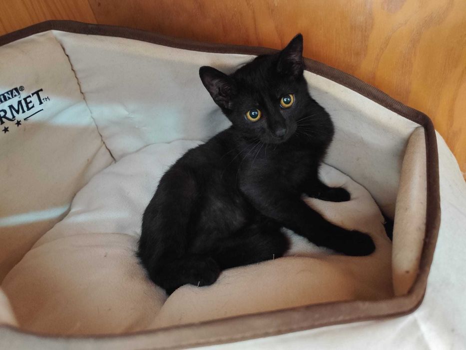 Gata bebé para adoção consciente