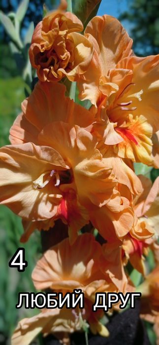 Продам цибулини гладіолусів