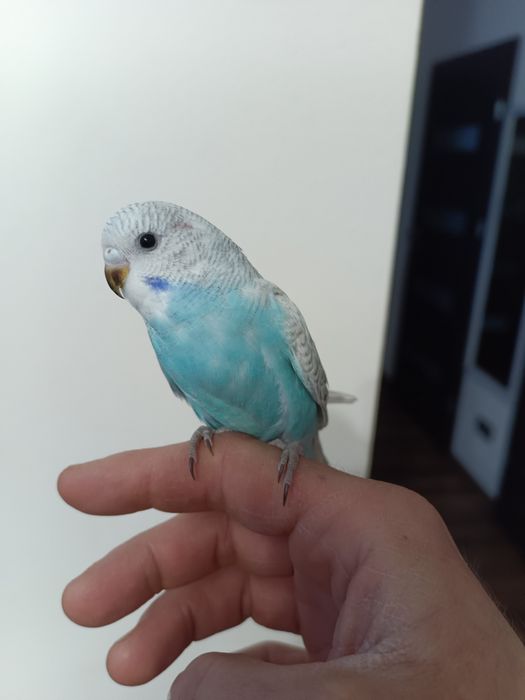 Sprzedam papugi faliste