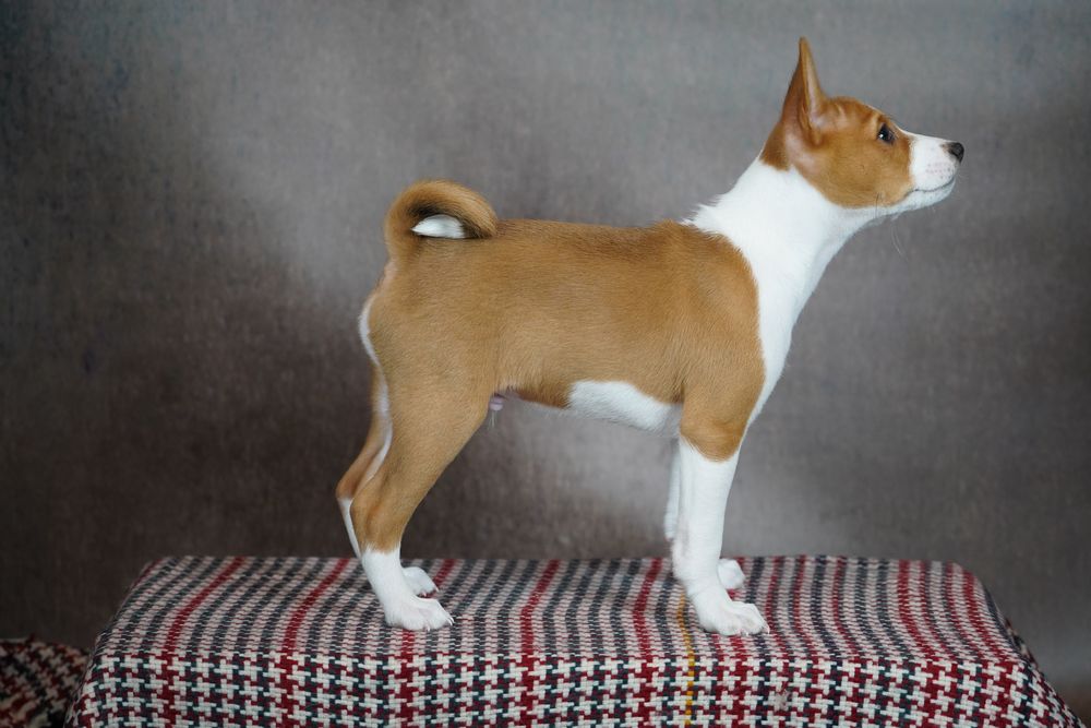 Piesek basenji ze Szczecina