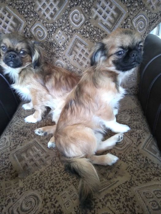 вязка та продаж королевських пекінесів