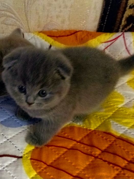 Шотландские котята