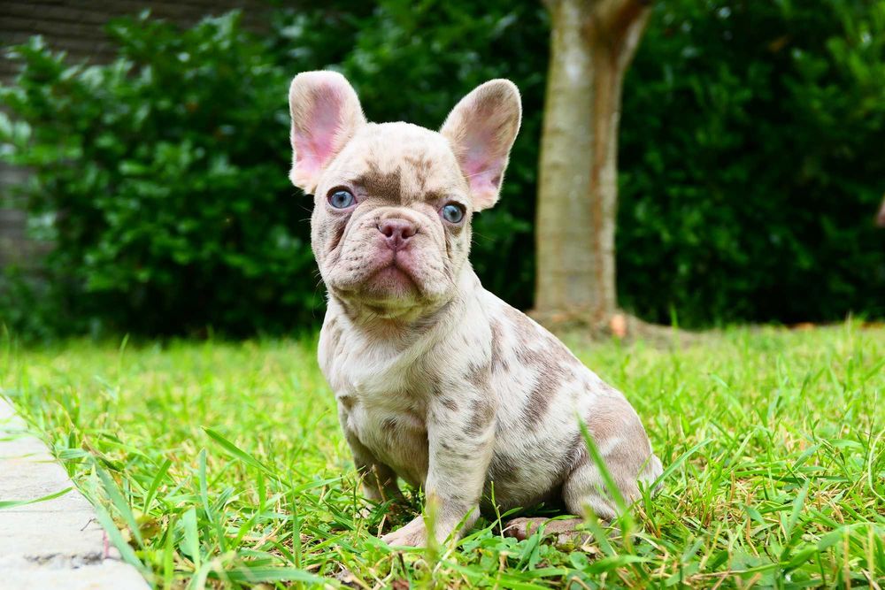 Buldog Francuski- Piesek-Isabella merle