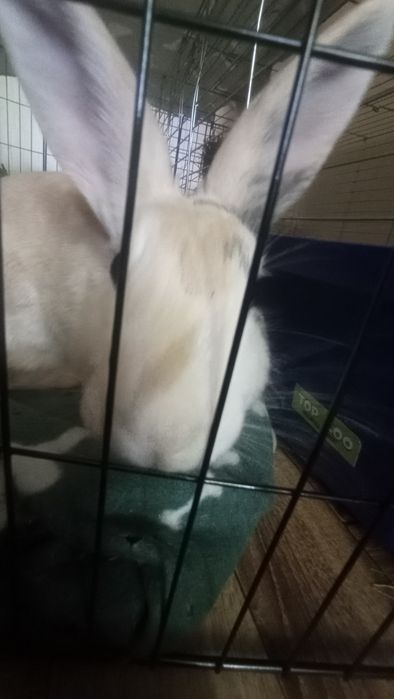 Sprzedam kojec z królikami