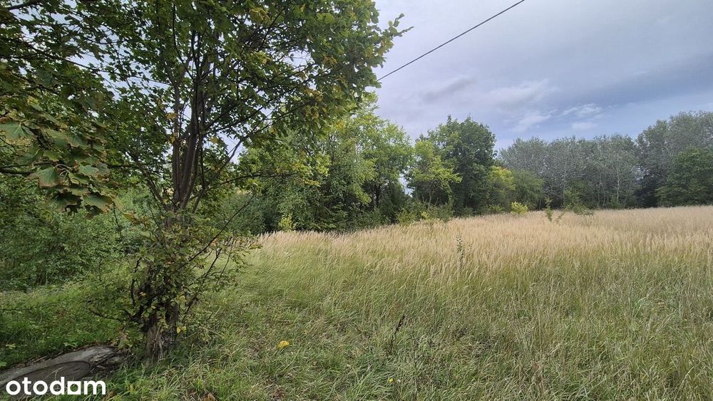 Działka budowlana 4684 m² – Olszewice k. Inowrocławia | MPZP - Widok 3