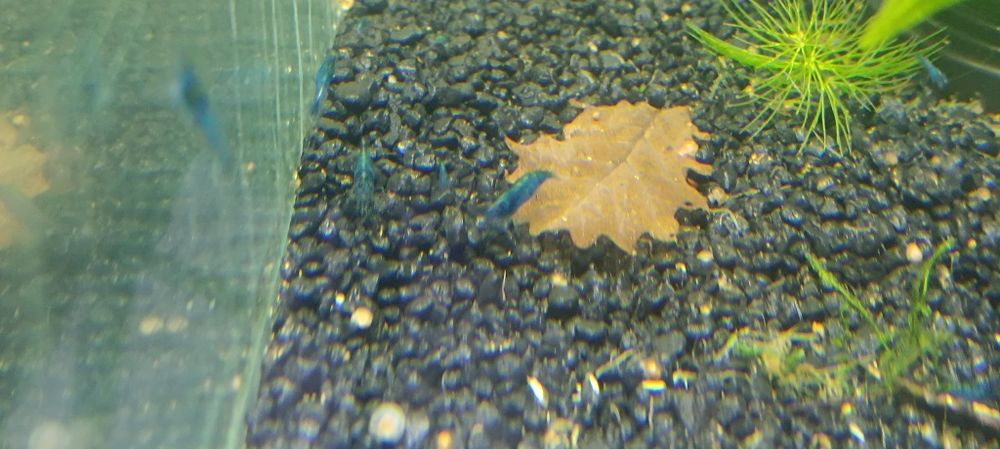 Krewetki blue Velvet niebieskie 10 szt