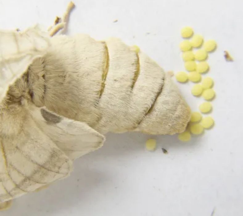 Ovos de bichos da seda