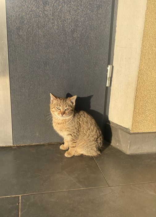 jeden kotek do oddania