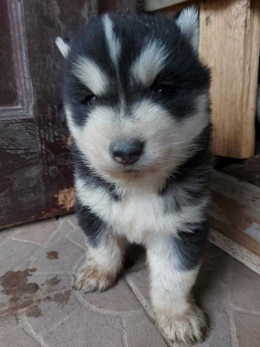 Siberian Husky Puppies