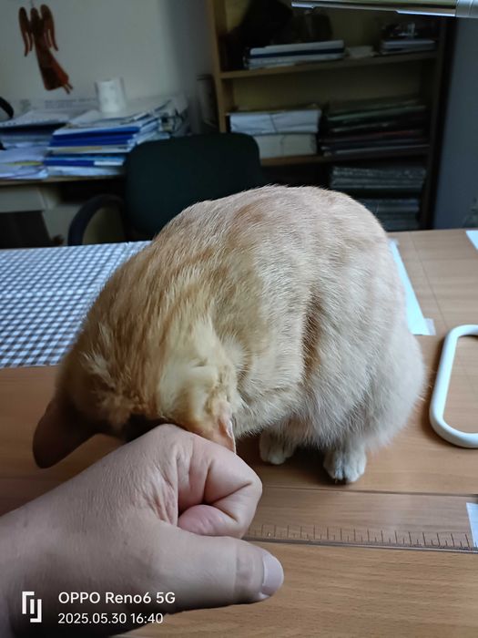 4 piękne 3-miesięczne koty szukają domu