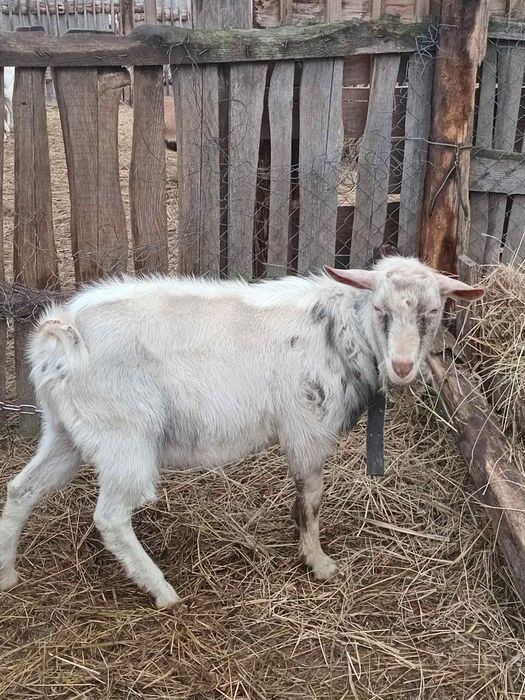 Продаю генетично безрогих козла і козлика