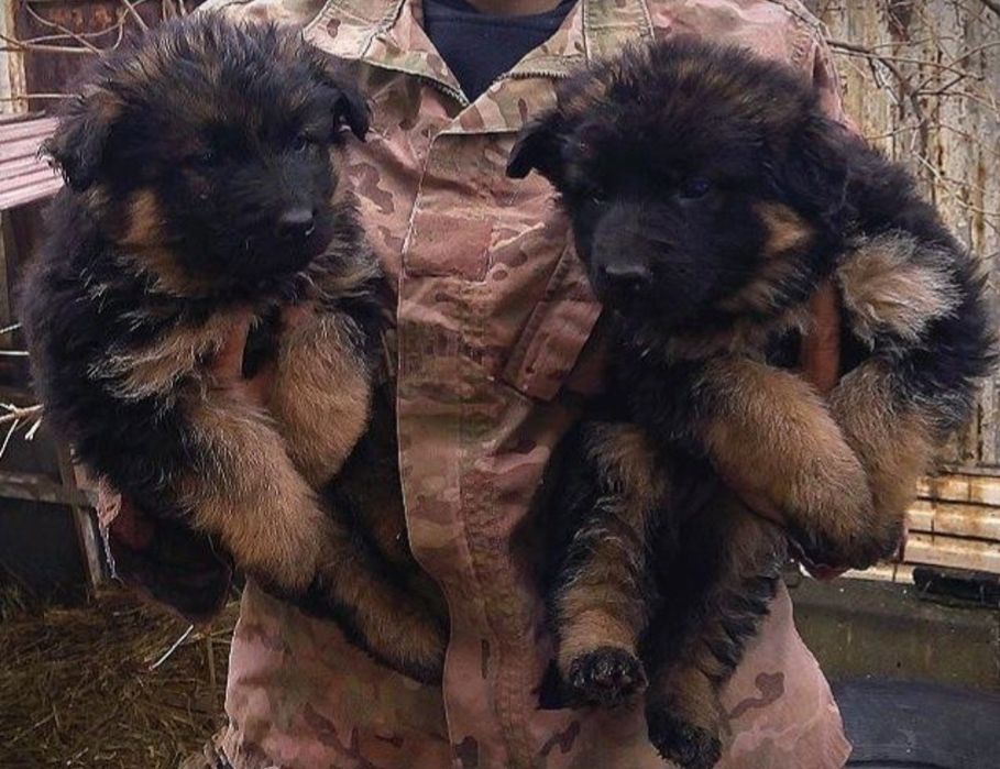 Инструктор по вязке собак