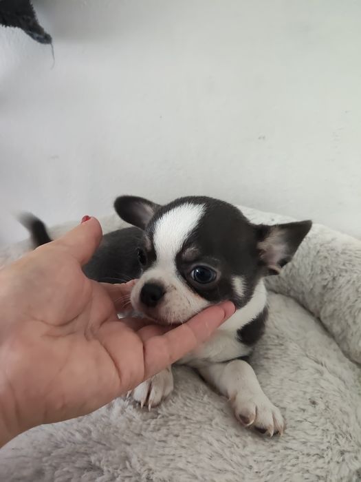 Chihuahua macho lindo