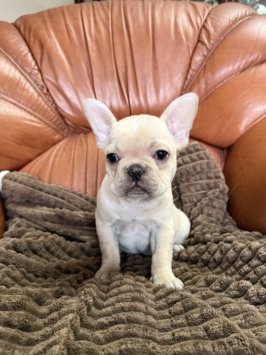 Excelente menina Bulldog/Bouledogue Frances de Qualidade