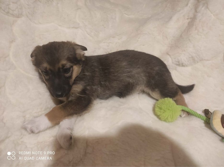 Цуценята 3 місяці (безкоштовно)