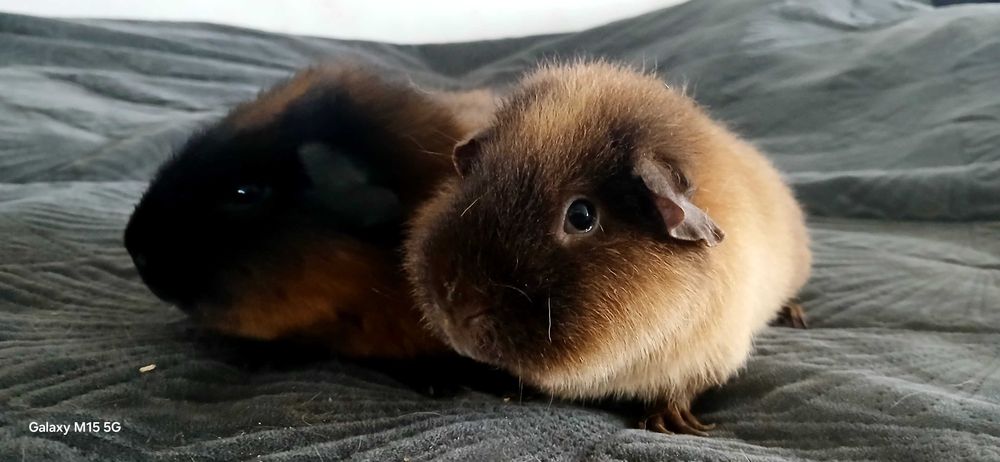 Oddam 2 x świnki morskie chłopcy