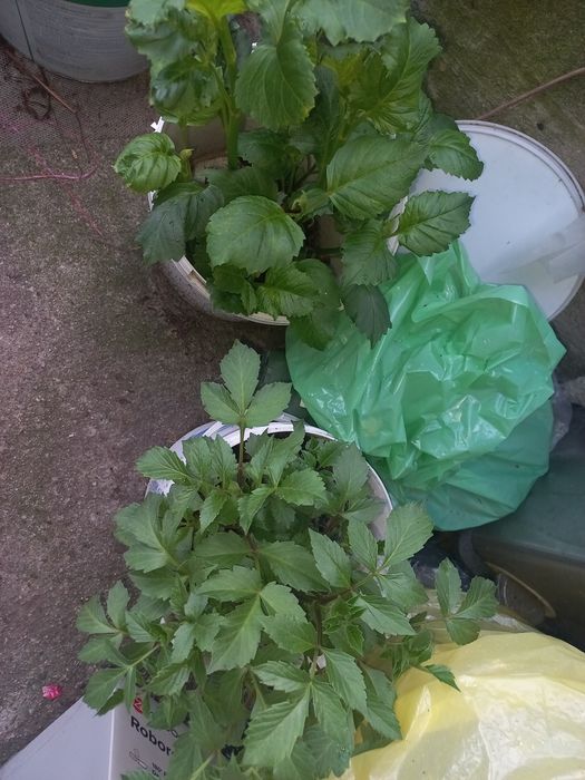 Dalia georginia karpa bulwy cebule zestaw