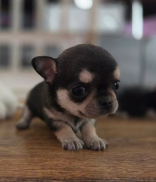 Chihuahua. Śliczny mini tricolor.