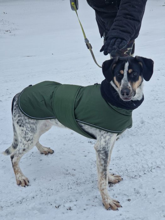 Песик в гарну сімʼю
