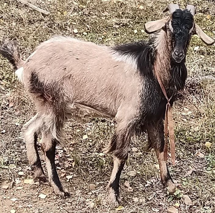 Kozioł cap sprzedam