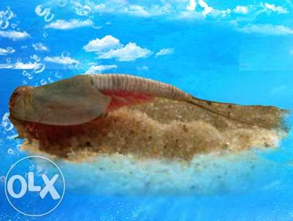 Przekopnica australijska triops przekopnice NAJWIĘCEJ!!!