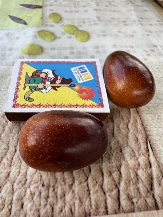 Продам плоды , саженцы унаби - зизифус