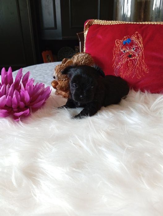 Mini suczka Black Yorkshire terrier ok.1.20kg.nie biewer.