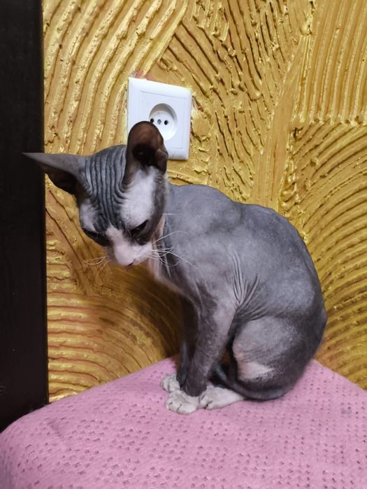 Канадський сфінкс