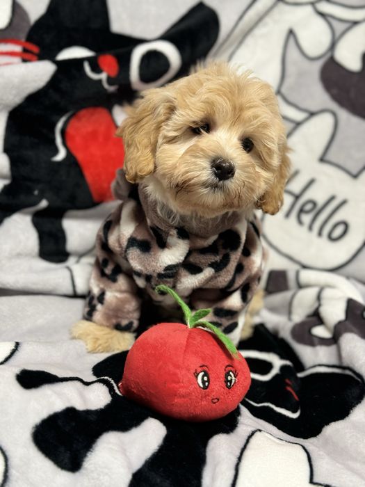 Кукла мальтипу ф1