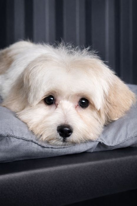 Мальтіпу дівчинка