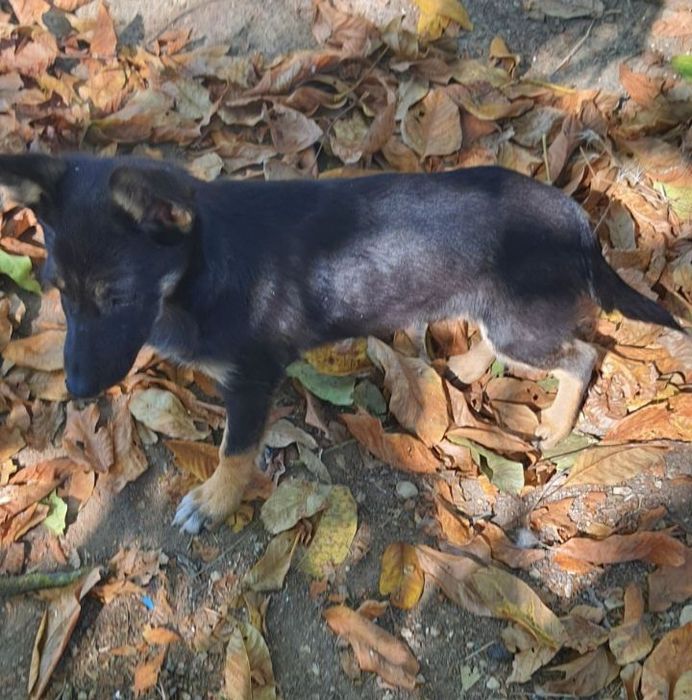 Отдам даром в добрые руки собачку метис болонки и корги