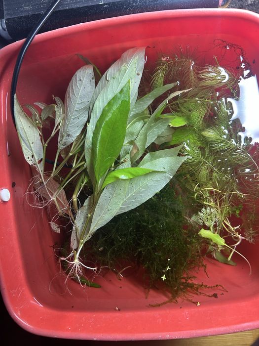 Zestaw roslin akwariowych