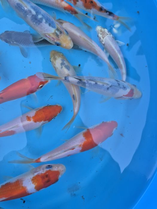 Carpas koi 10cm a 18cm