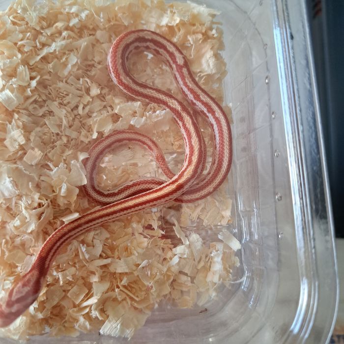 Wąż zbożowy w Gruby Kocur sklep zoologiczny w Rzeszowie